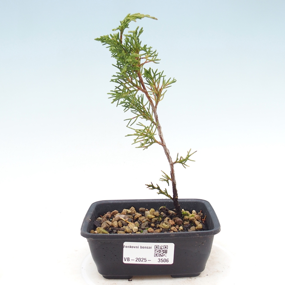 Kültéri bonsai - Juniperus chinensis Itoigawa