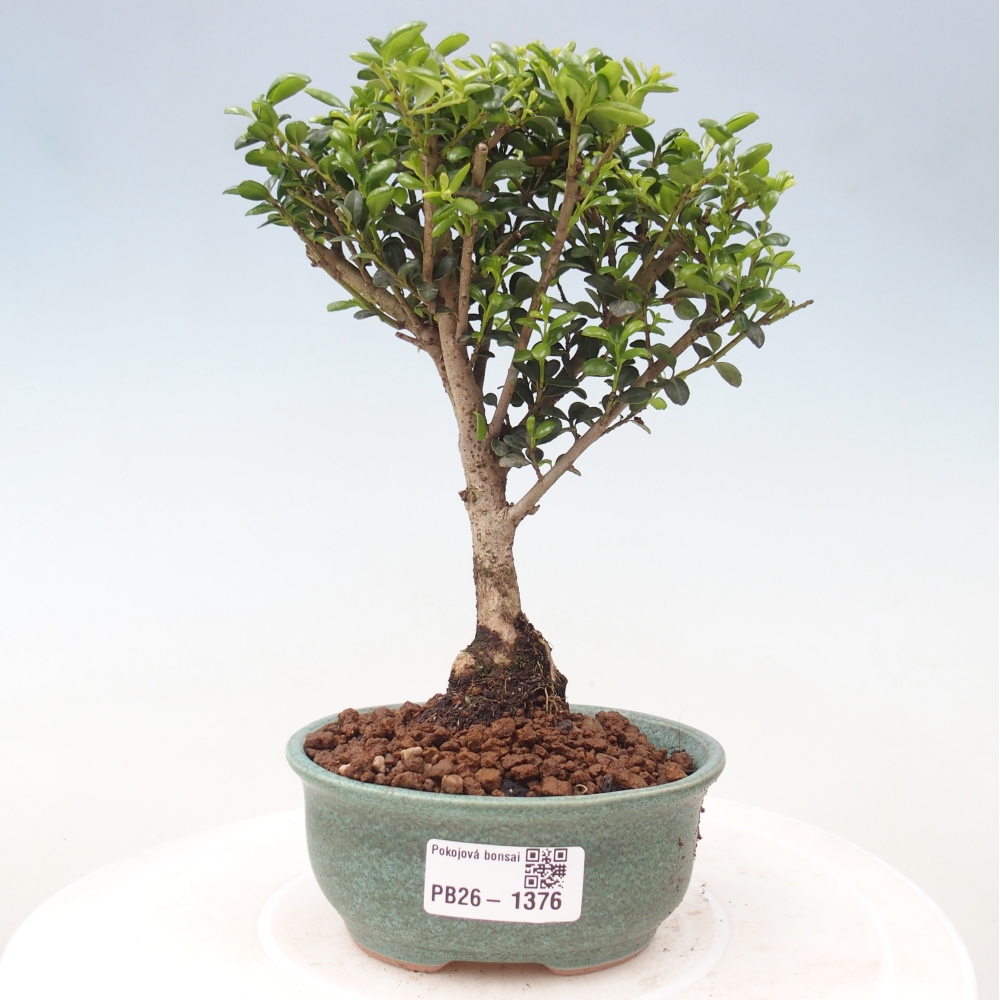 Szobai bonsai - Ilex crenata - Holly