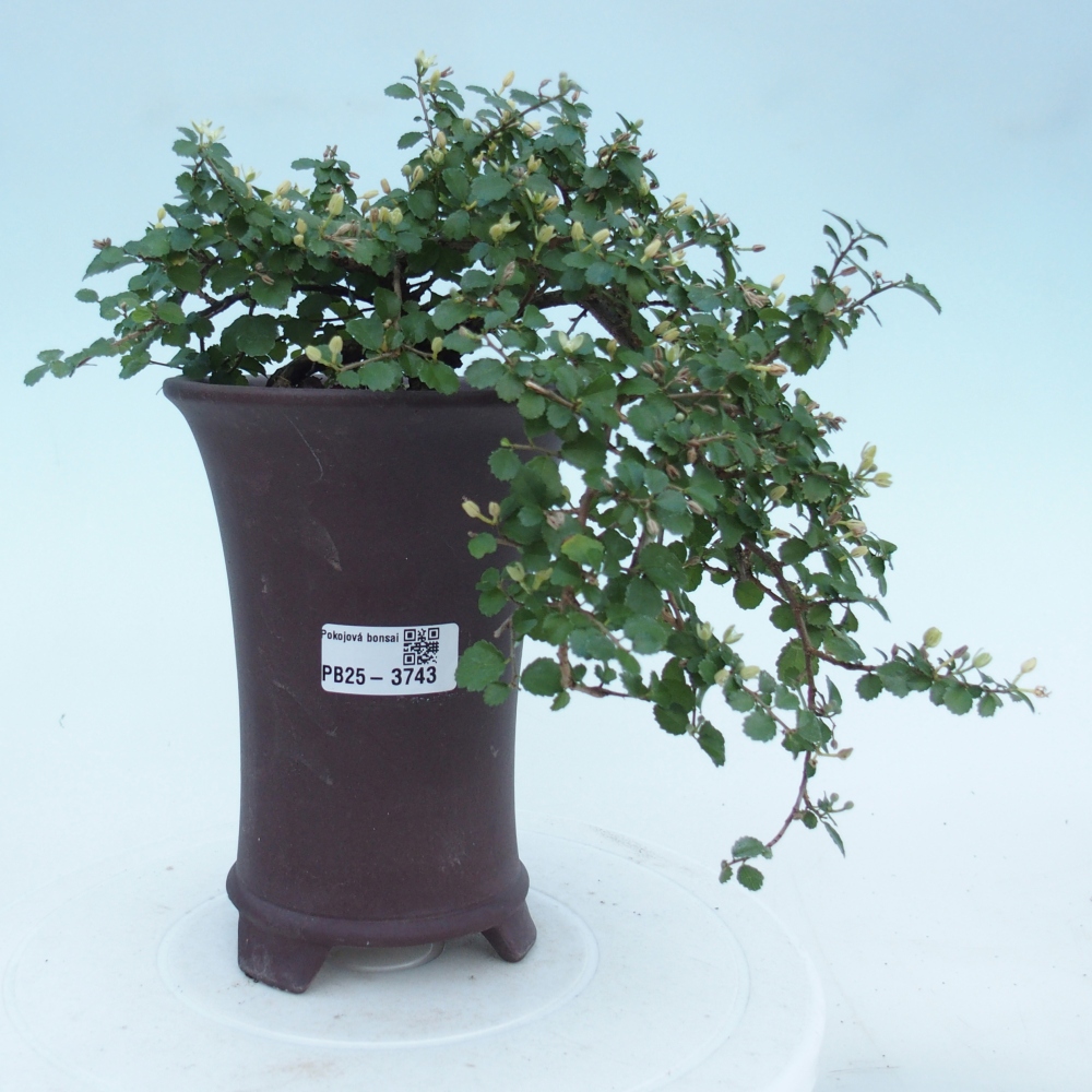 Szobai bonsai - Grewia sp. - Grewia malafolia