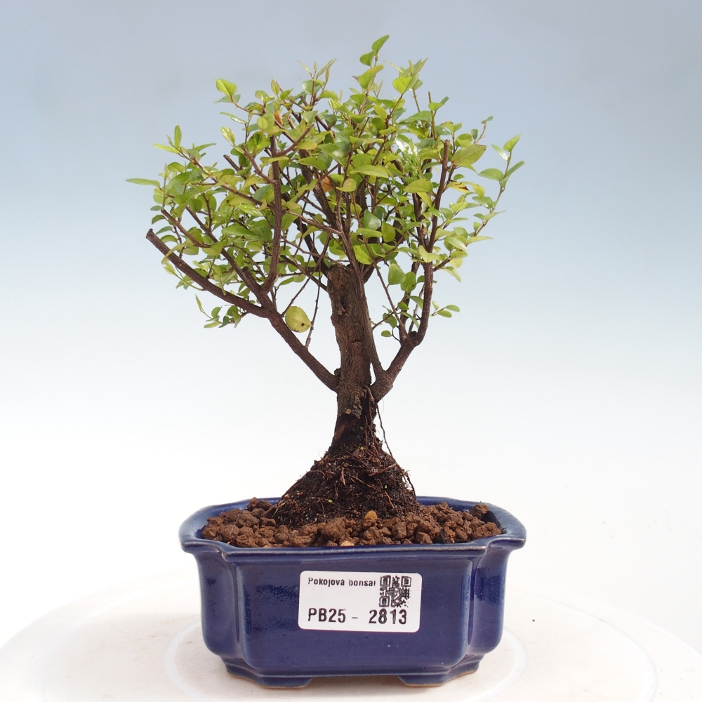 Szobai bonsai - Sageretia thea - Sageretia thea