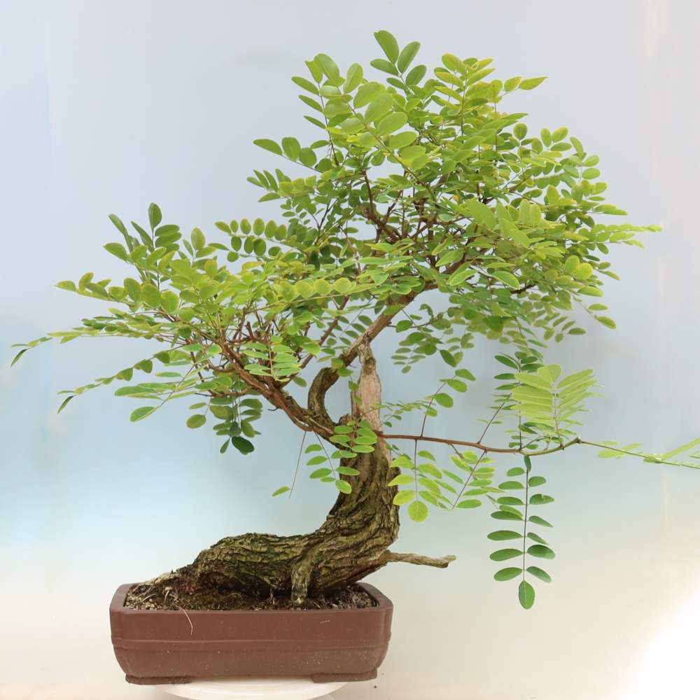 Kültéri bonsai - Tüskés akác - Robinia pseudoacacia