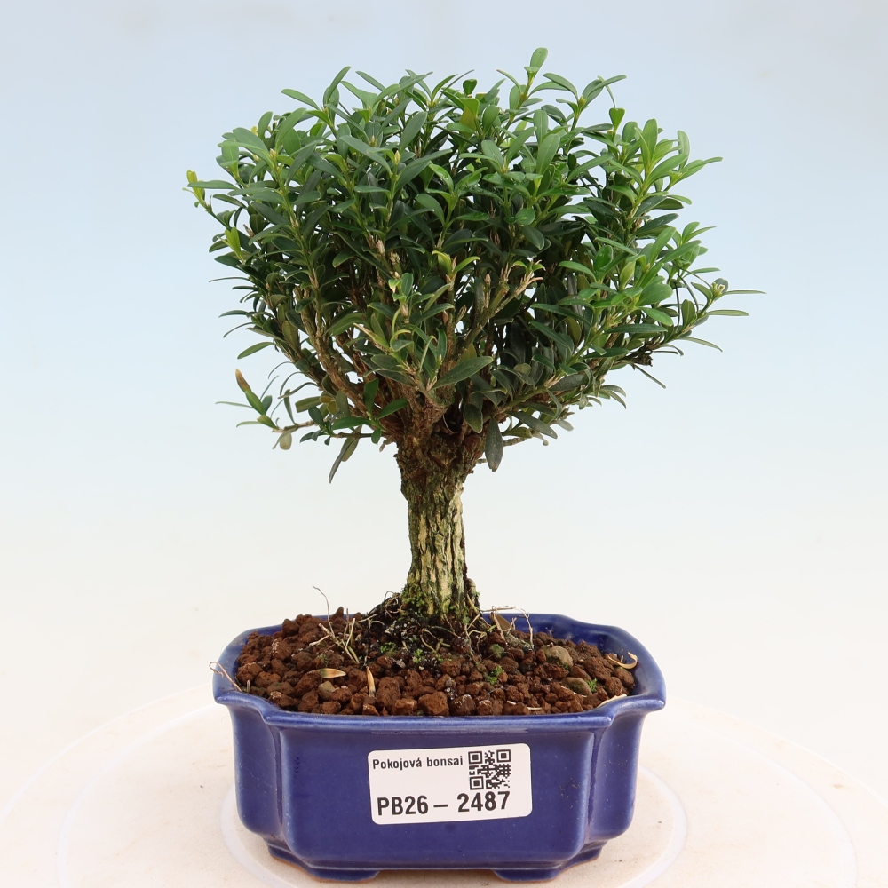 Szobai bonsai - Buxus harlandii - parafa buxus