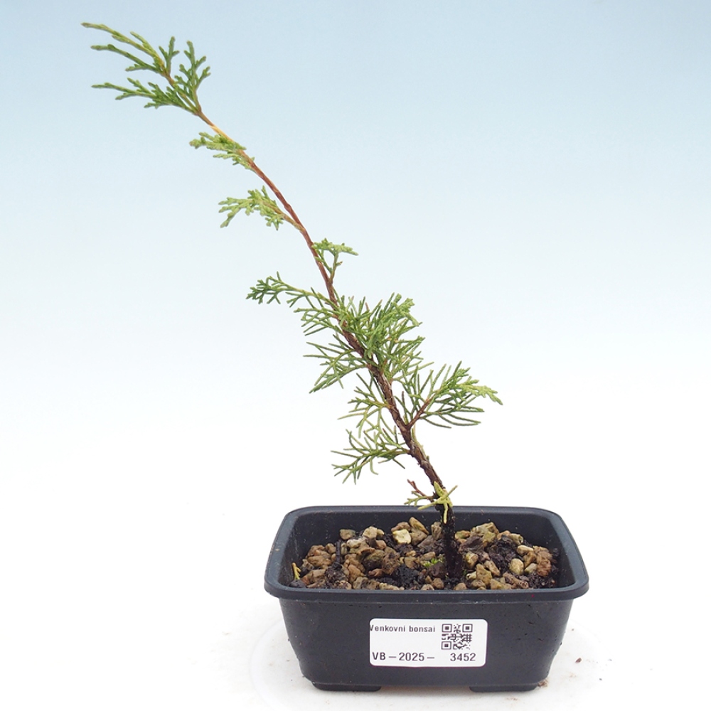 Kültéri bonsai - Juniperus chinensis Itoigawa