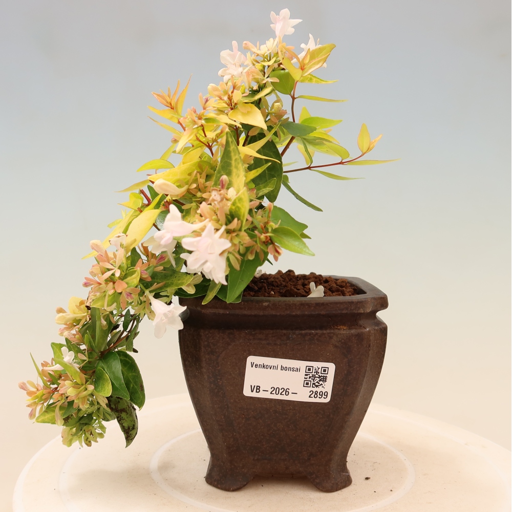 Kültéri bonsai – Abelia gr. Kleidoscope – Nagyvirágú abélia
