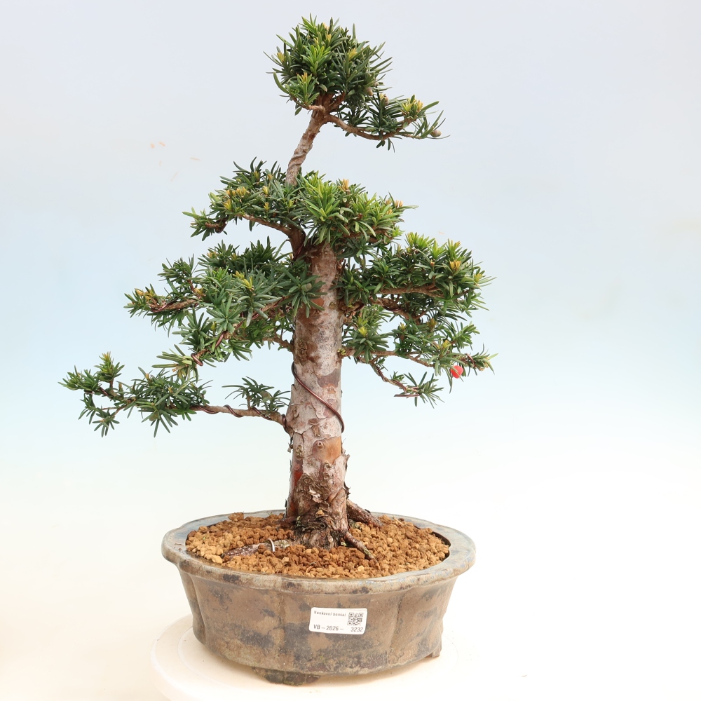 Kültéri bonsai - Taxus cuspidata - japán tiszafa