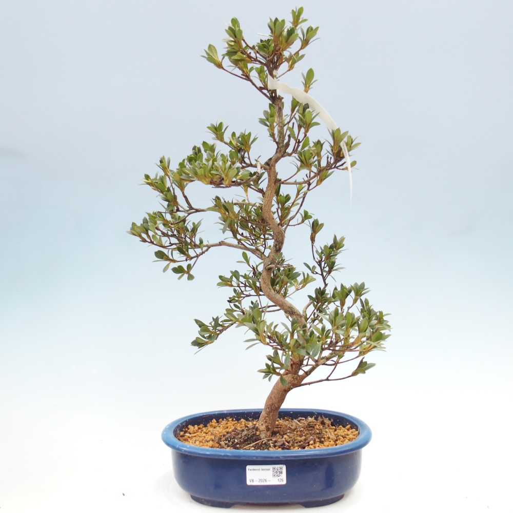 Kültéri bonsai - Japán azálea - Azálea Yoko