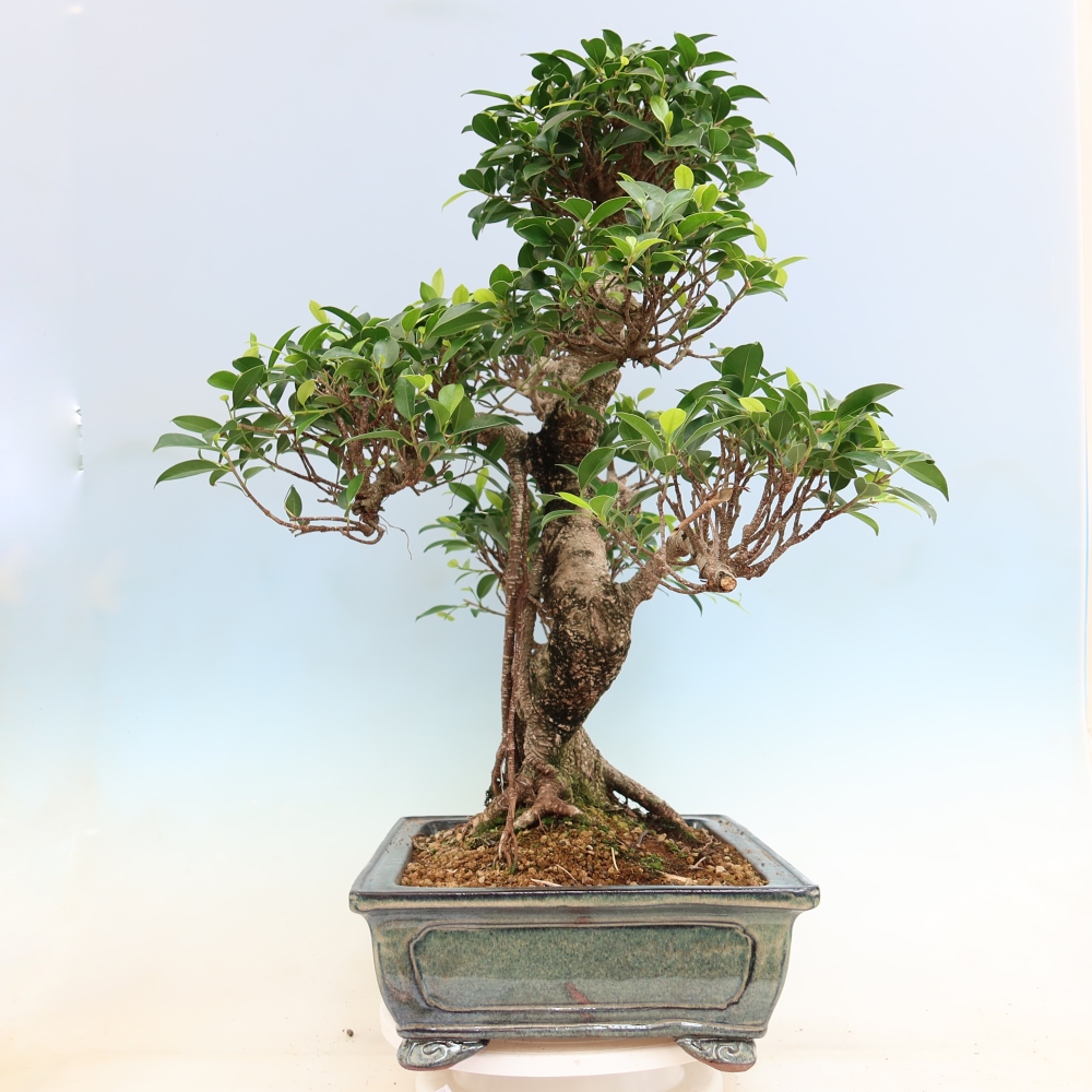 Szobai bonsai - Ficus kimmen - kislevelű fikusz