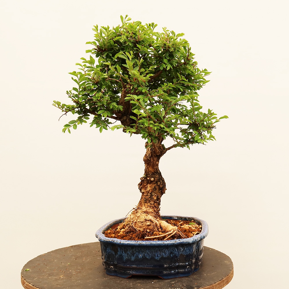Kültéri bonsai - Zelkova - Zelkova NIRE