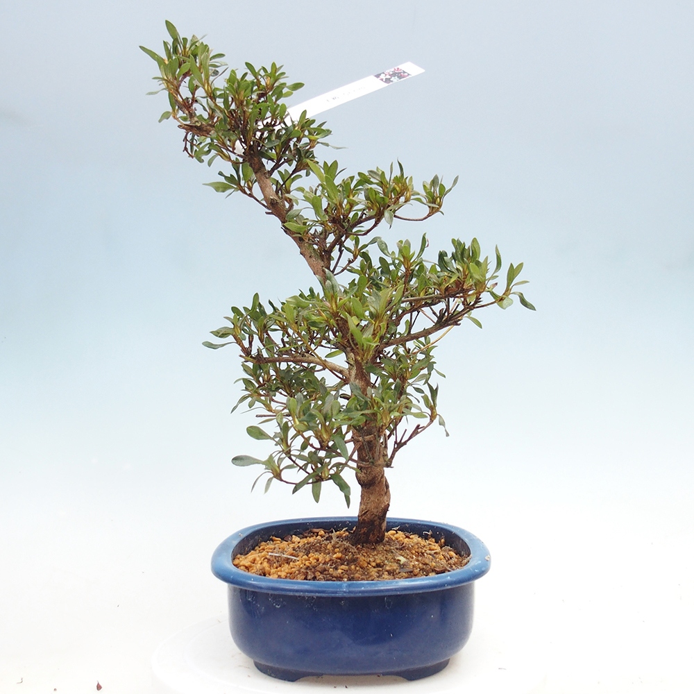 Kültéri bonsai - japán azálea - Azálea CHIHIRO
