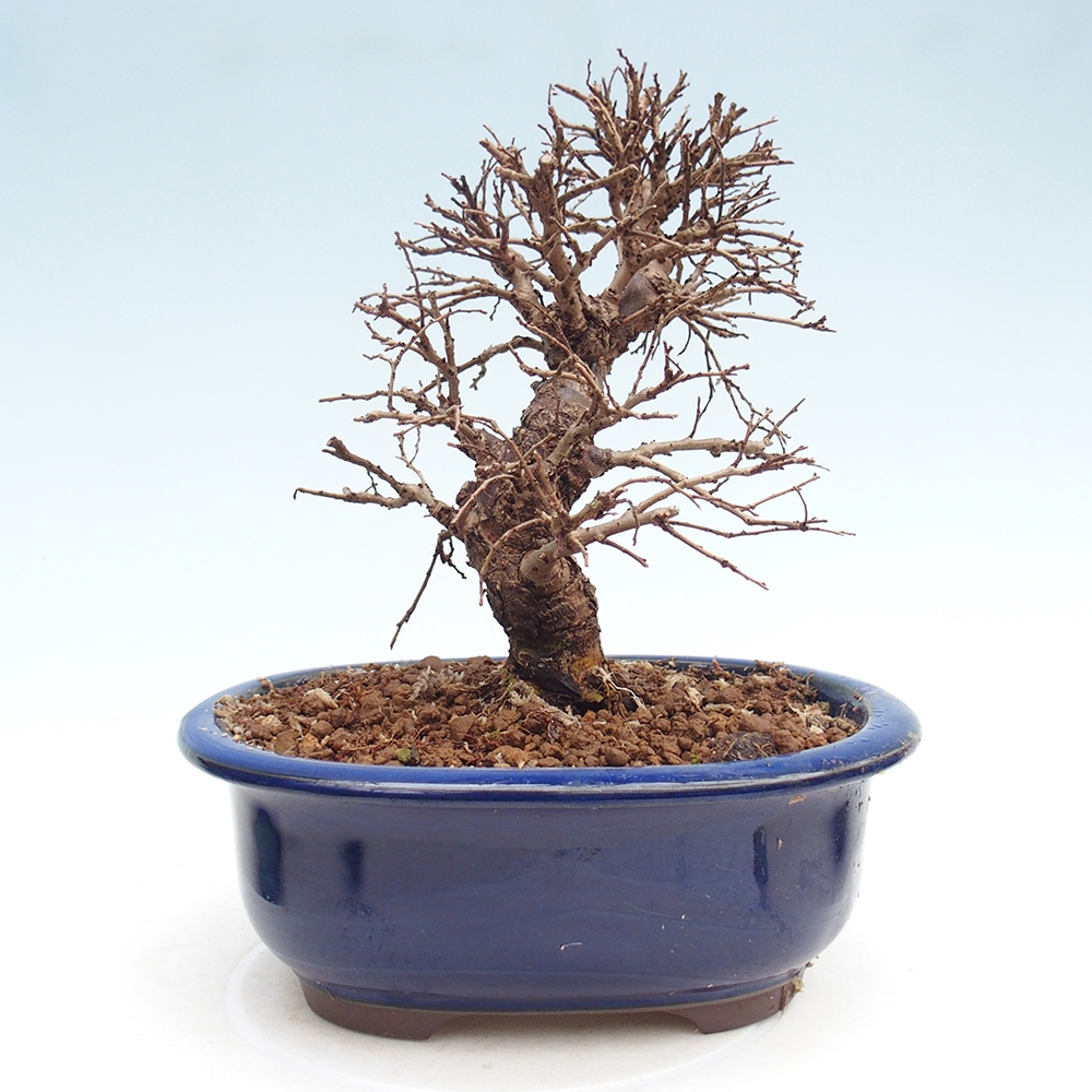 Kültéri bonsai - Zelkova - Zelkova NIRE