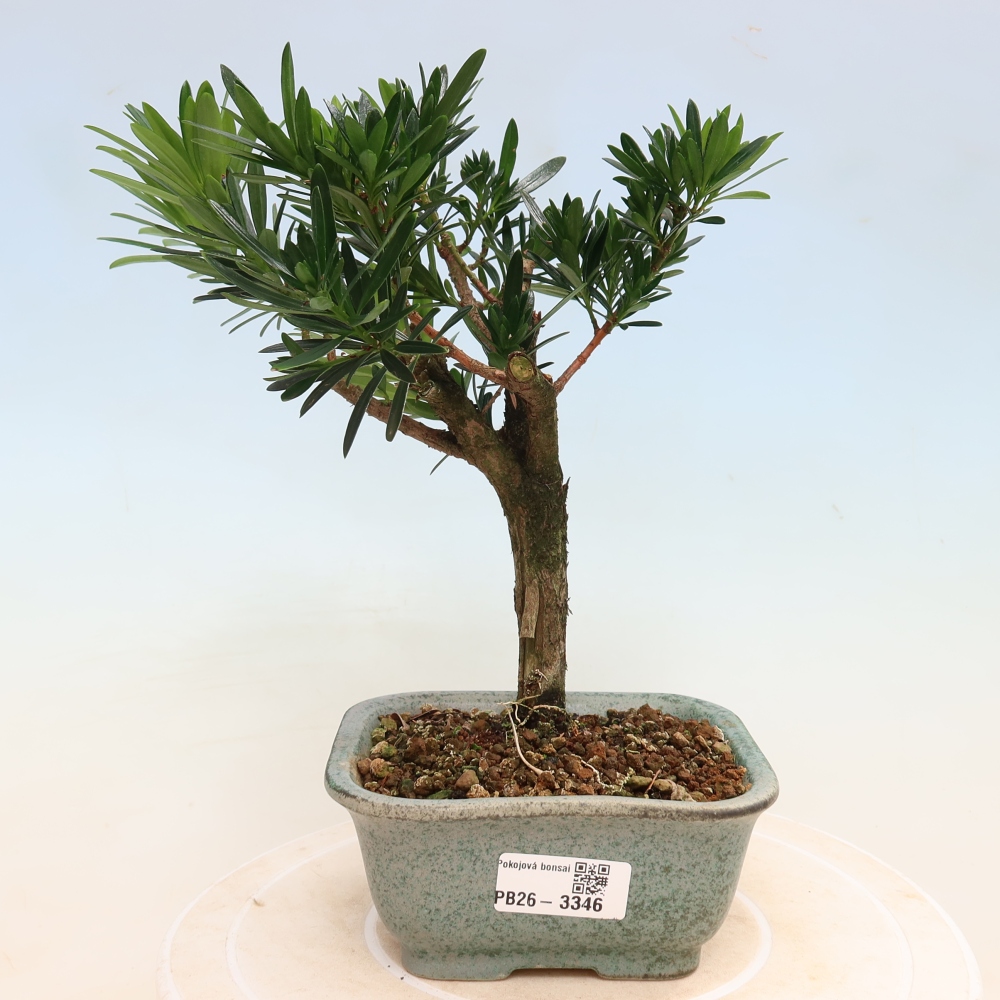 Szobai bonsai - Podocarpus - Kőtiszafa