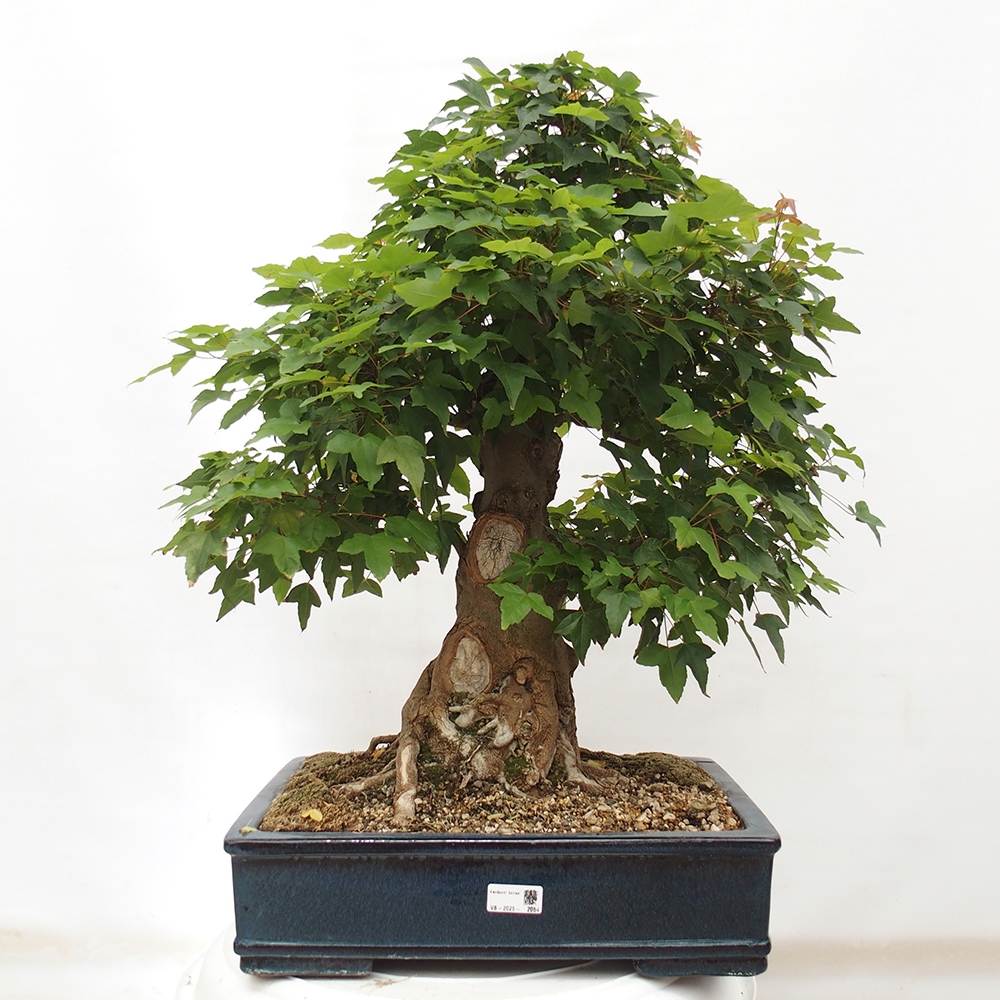 Kültéri bonsai - Acer Buergerianum - Burger juhar