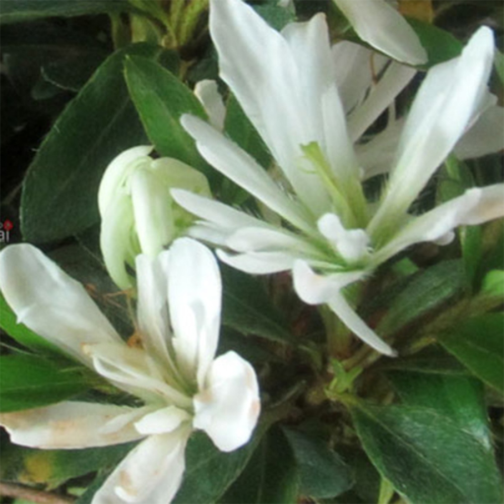 Kültéri bonsai - japán azálea - Azálea Tateyama-no-Yuki