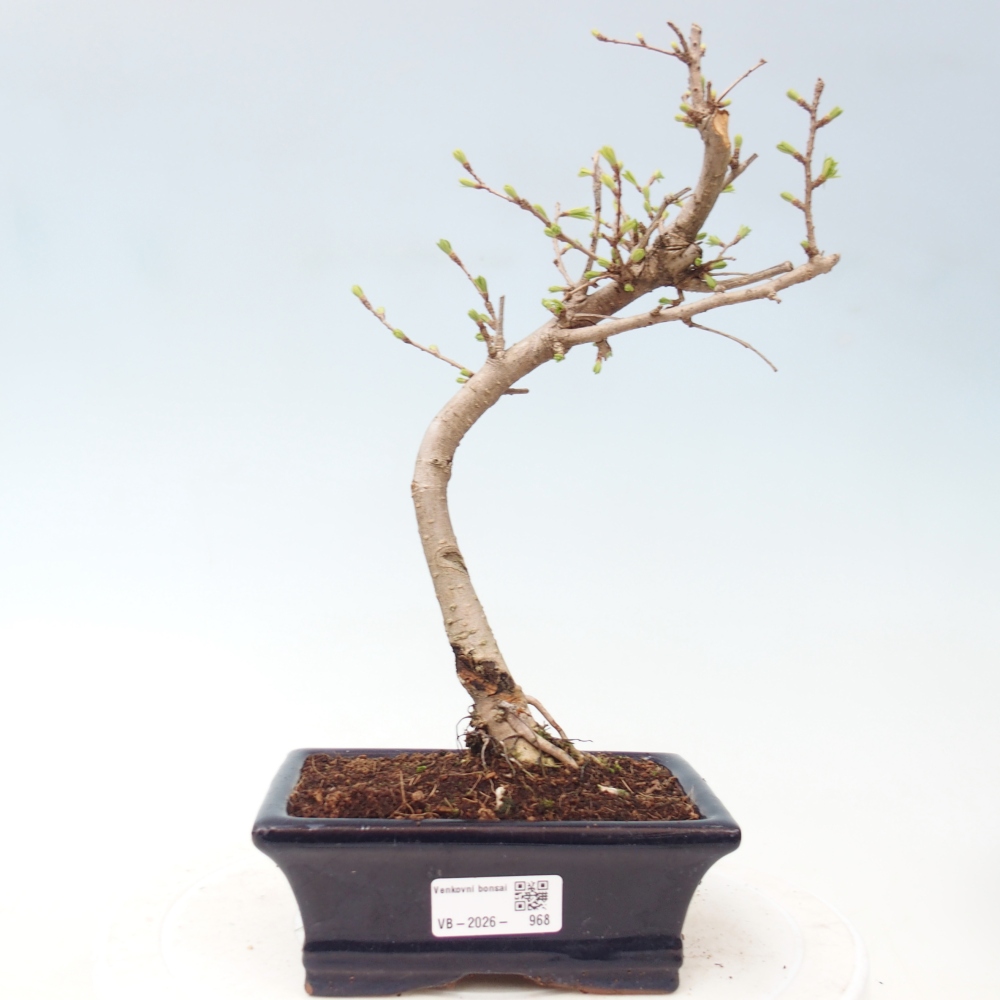 Kültéri bonsai -Pseudolarix amabis-Pseudolarix amabis-Pseudolarix amabis