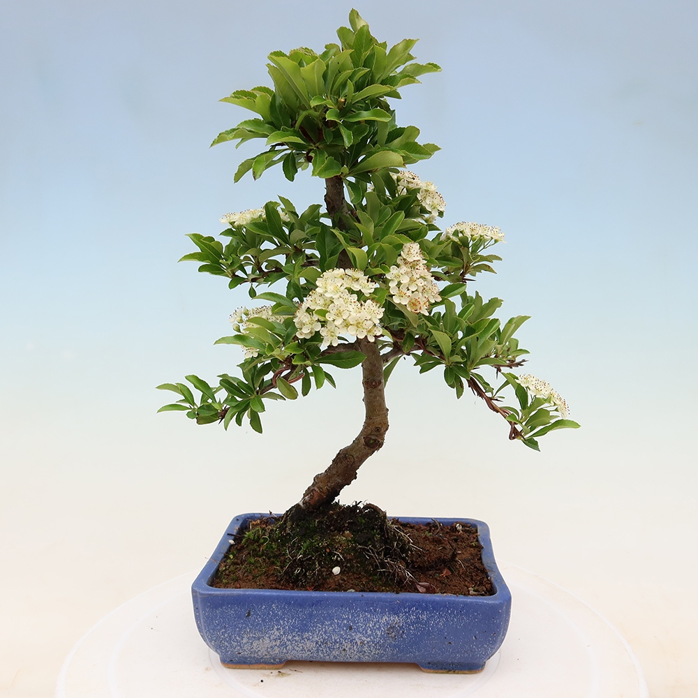Kültéri bonsai – Pyracantha teton – Vörös tűszem