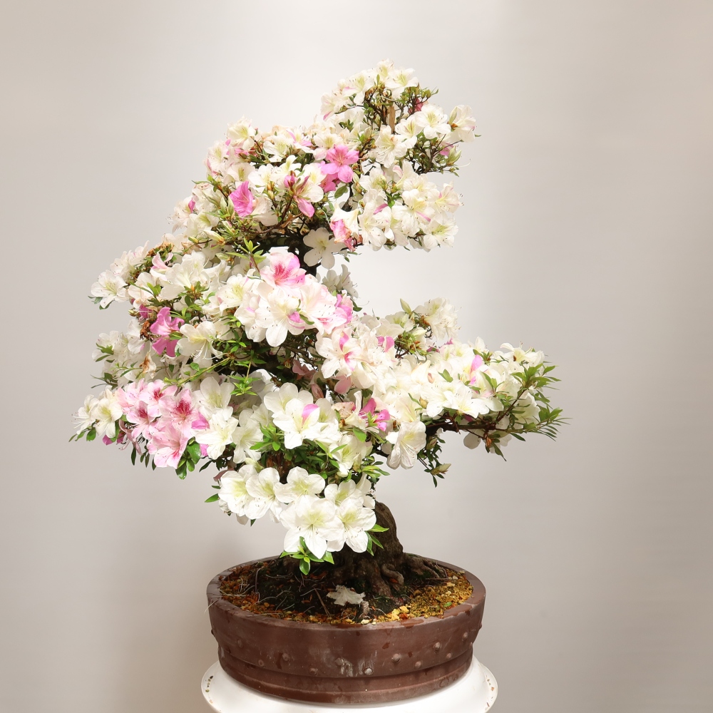 Kültéri bonsai – Japán azálea – Azalea Kotobokietsu