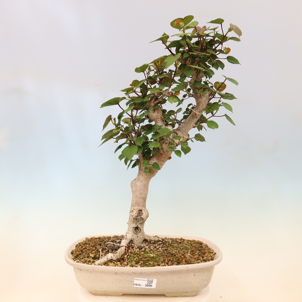 Beltéri bonsai - Hibiscus tiliaceus - tengeri hibiszkusz