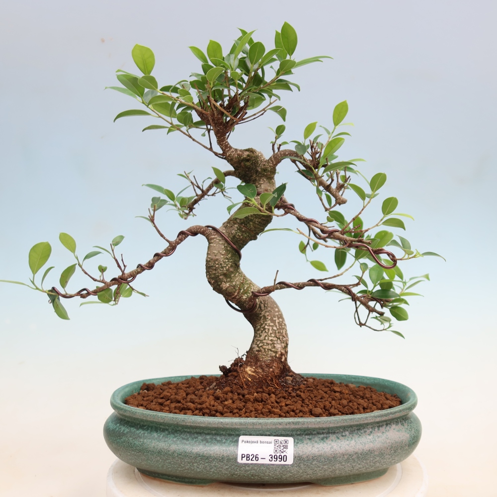 Szobai bonsai - Ficus kimmen - kislevelű fikusz