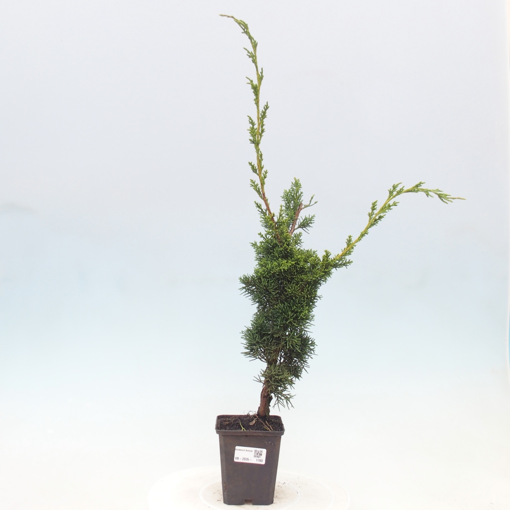Kültéri bonsai - Juniperus chinensis Kishu