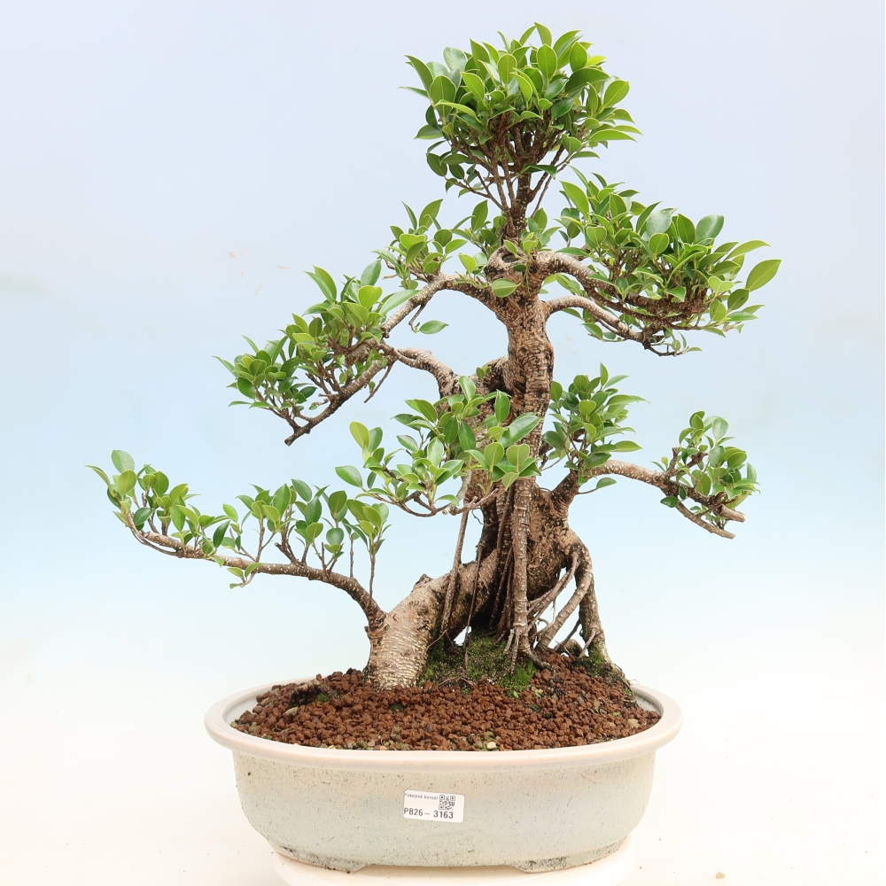 Szobai bonsai - Ficus kimmen - kislevelű fikusz