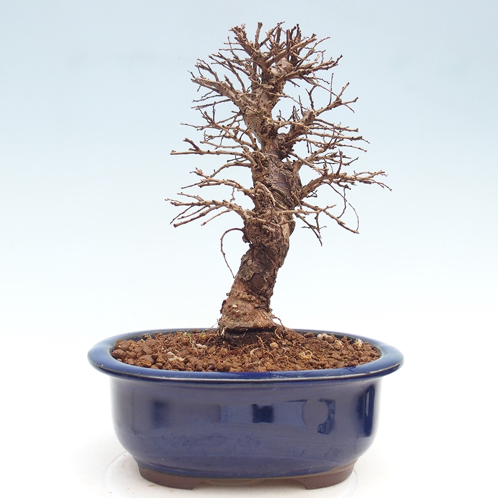Kültéri bonsai - Zelkova - Zelkova NIRE