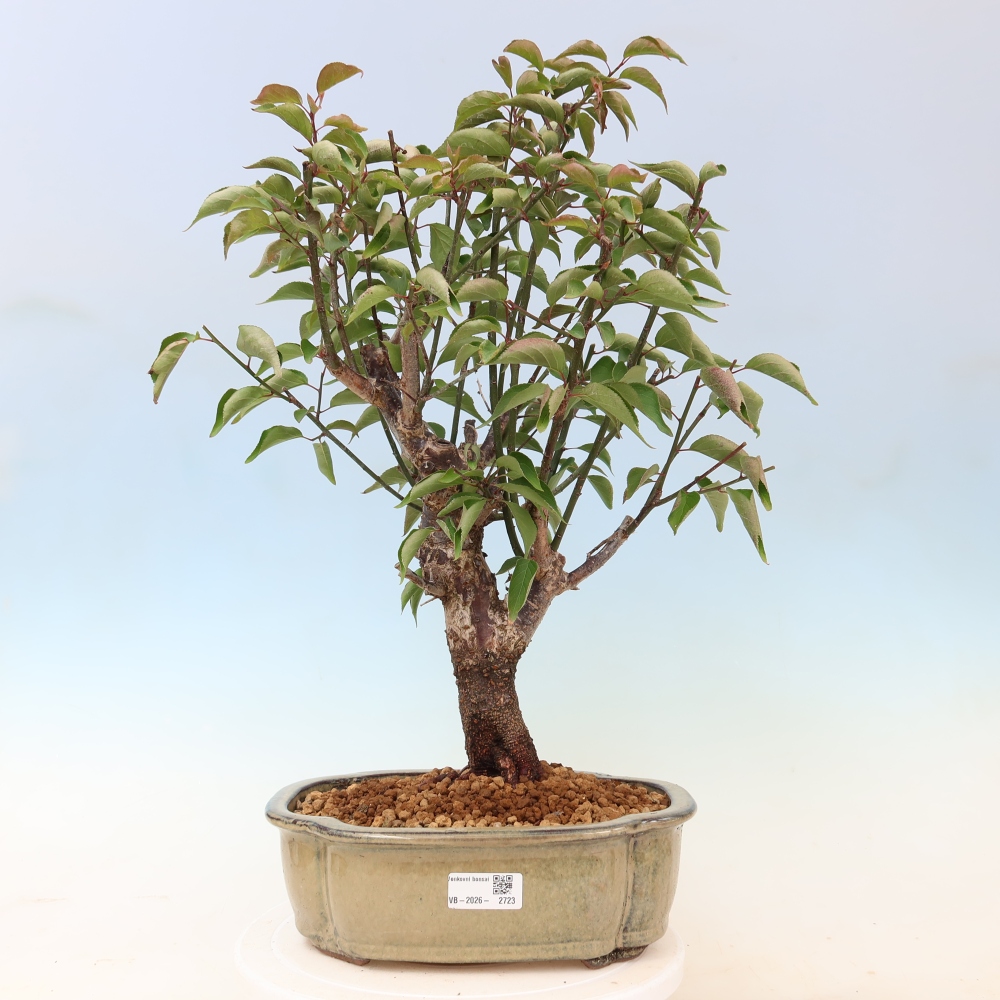 Kültéri bonsai – Japán barack – Prunus Mume