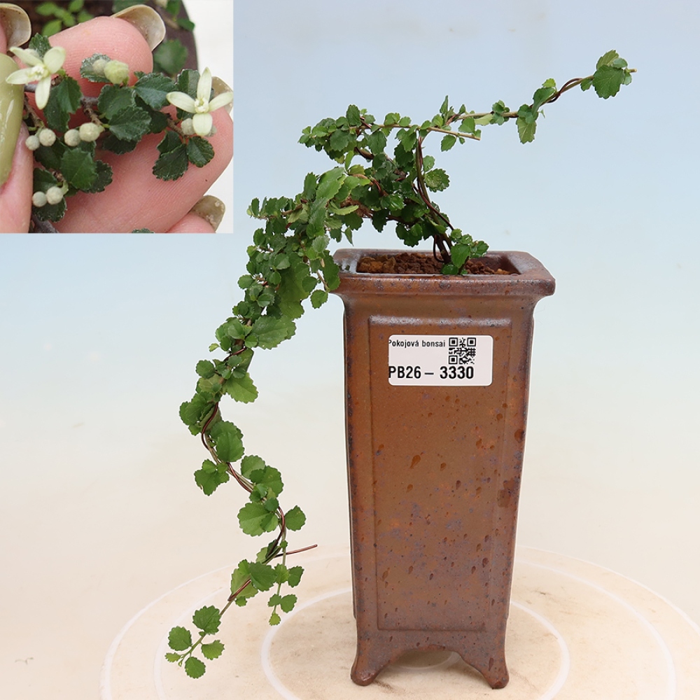 Szobai bonsai - Grewia sp. - Grewia malafolia