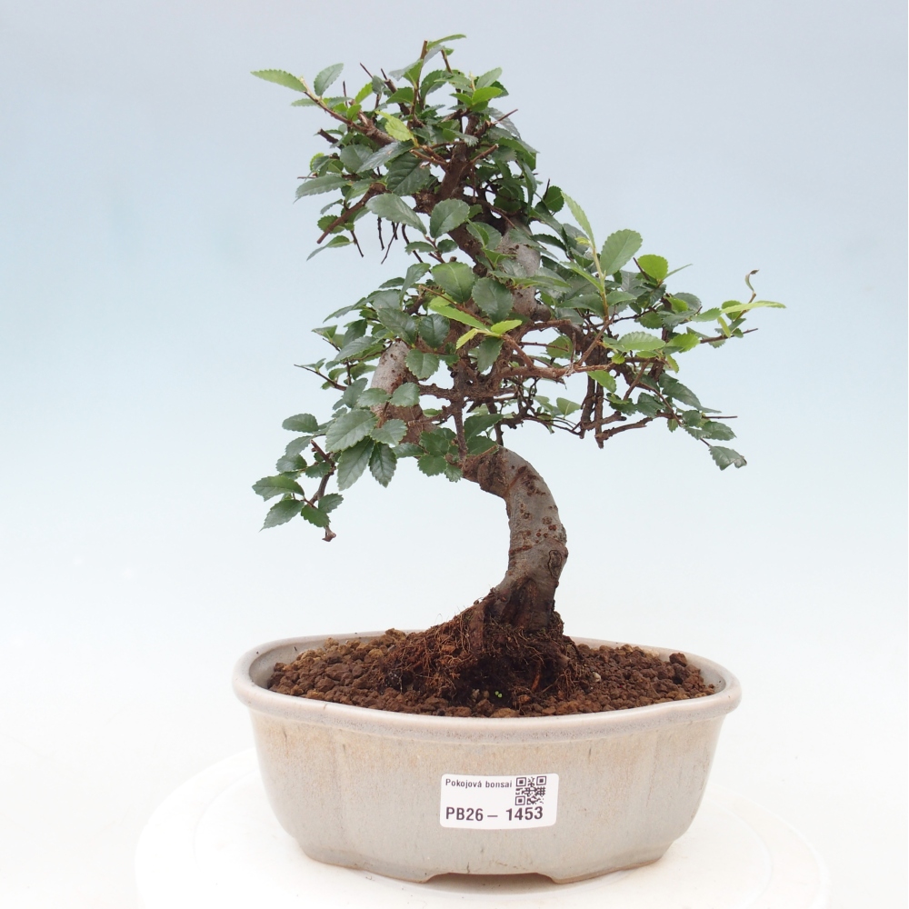 Szobai bonsai - Ulmus parvifolia - Kislevelű szilfa