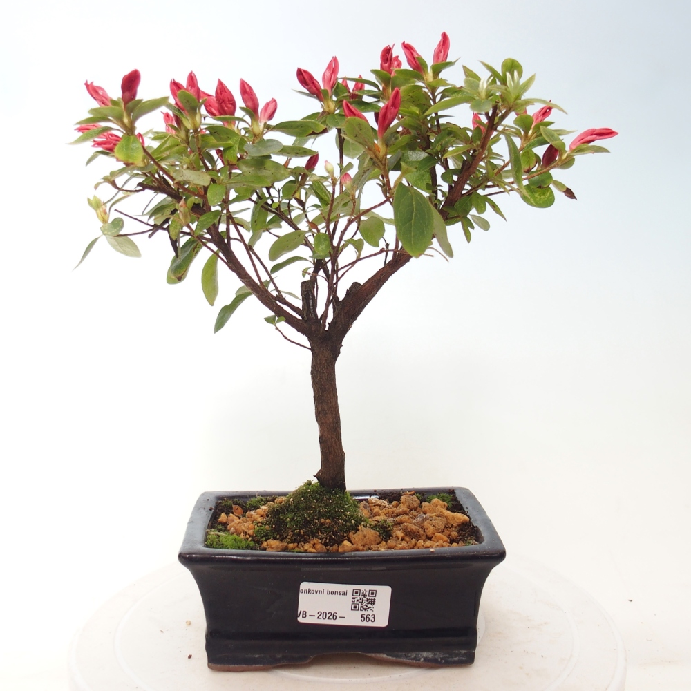Kültéri bonsai - japán azálea - Azalea sp.