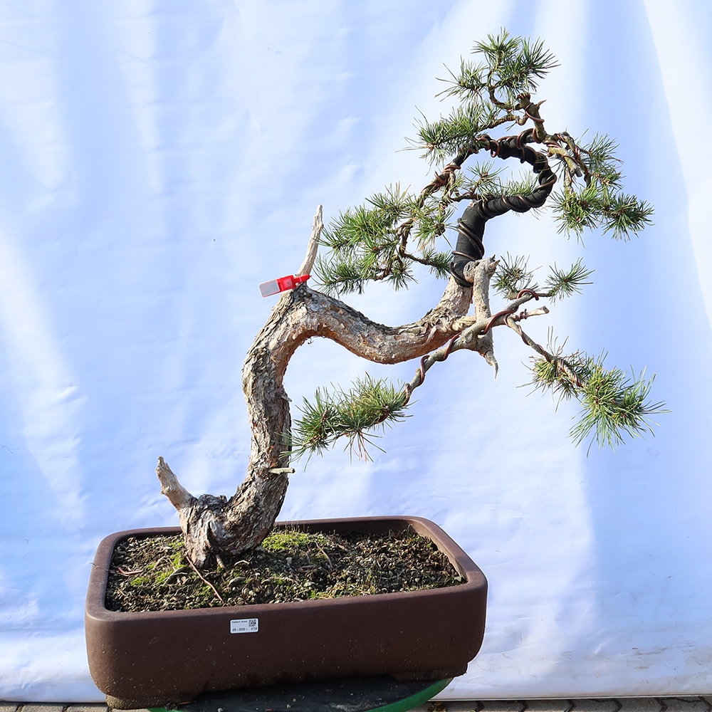Pinus sylvestris Spanyolország – erdei fenyő