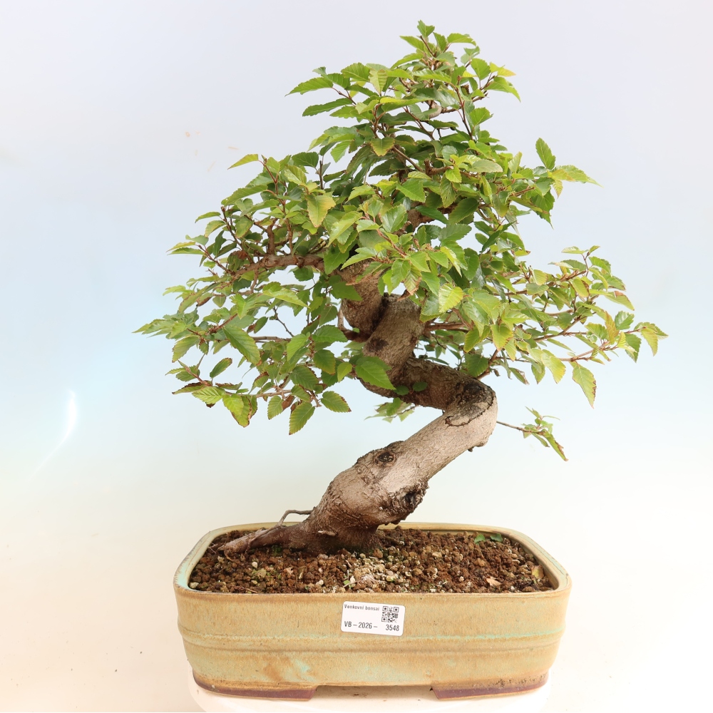 Kültéri bonsai -Carpinus CARPINOIDES - Koreai gyertyánfa