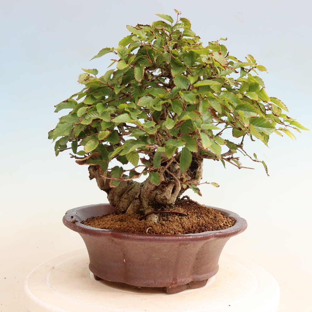 Kültéri bonsai -Carpinus CARPINOIDES - Koreai gyertyánfa