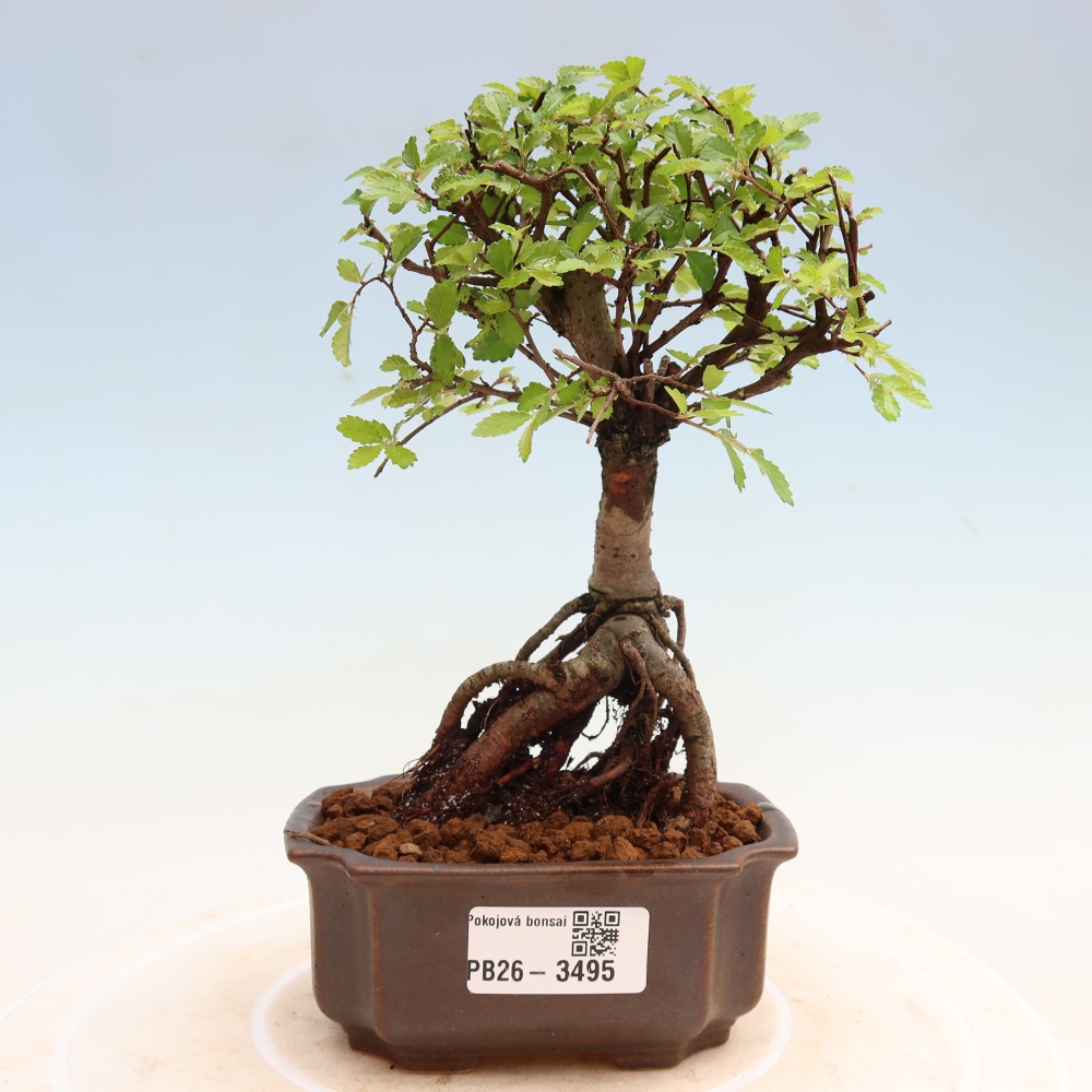 Szobai bonsai - Ulmus parvifolia - Kislevelű szilfa