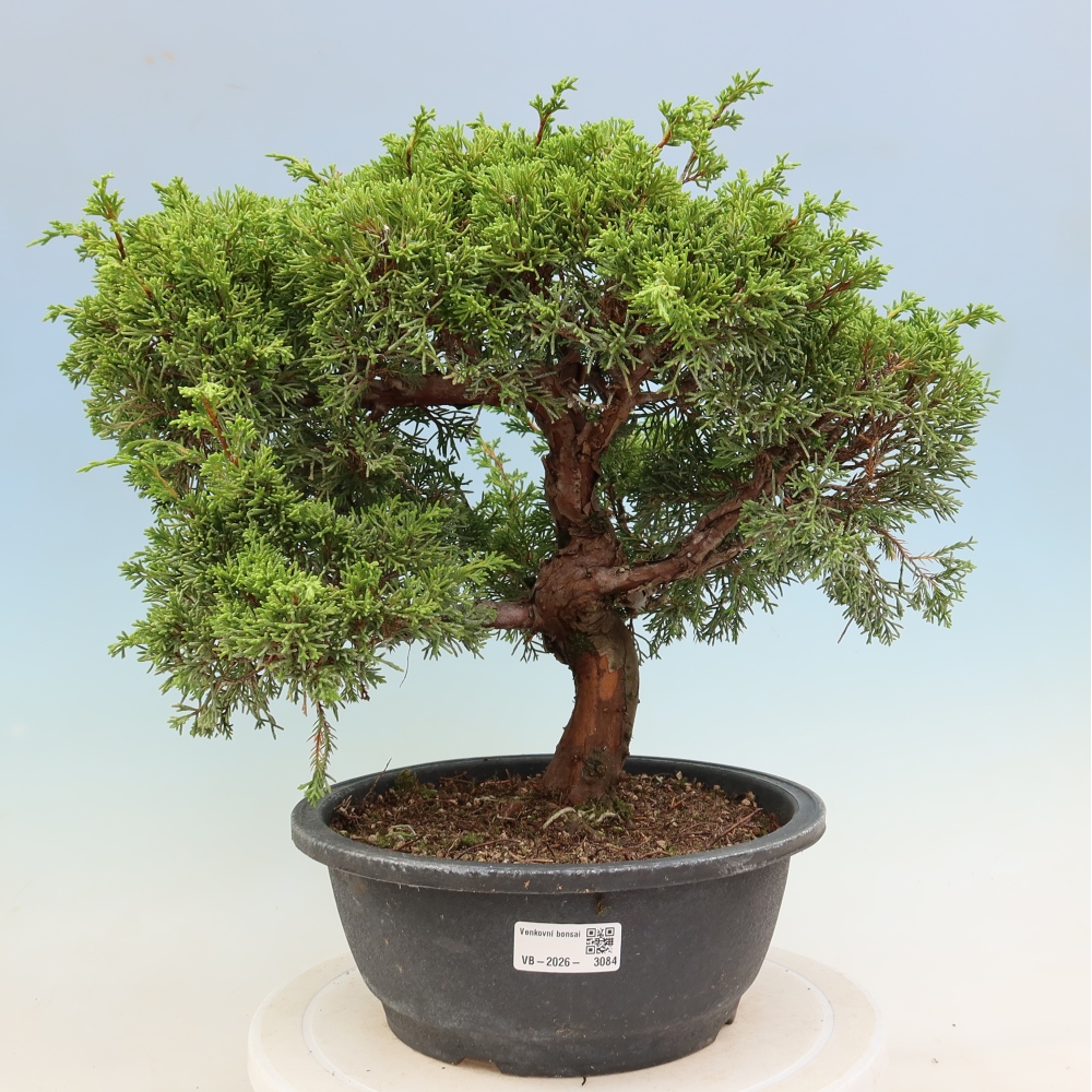 Kültéri bonsai - Juniperus chinensis Itoigawa-Juniperus chinensis