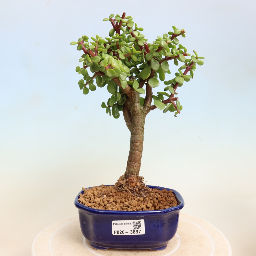 Szoba bonsai - Portulakaria Afra - Tlustice
