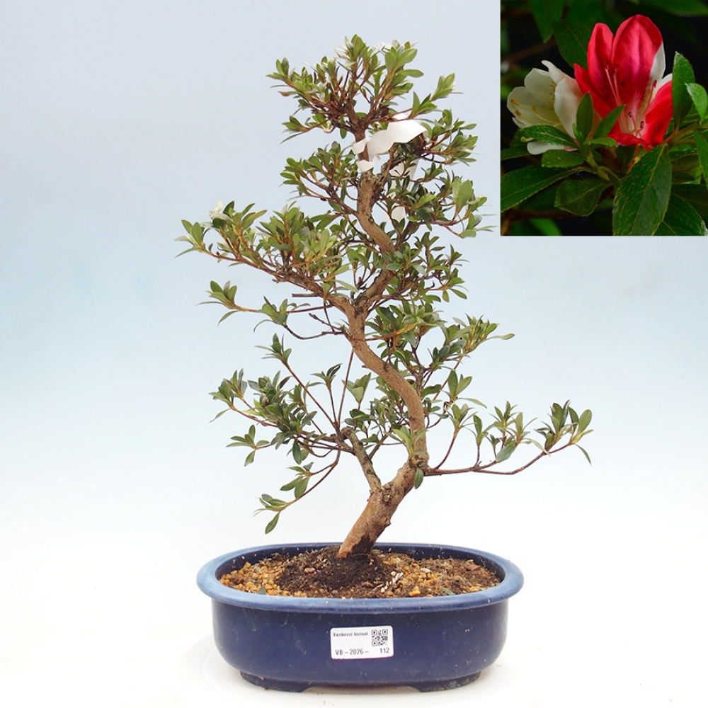 Kültéri bonsai - Japán azálea - Azalea Senhime