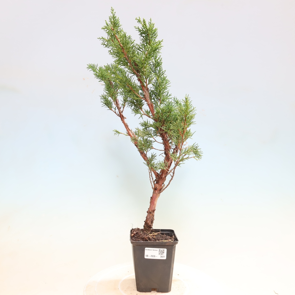Kültéri bonsai - Juniperus chinensis Kishu