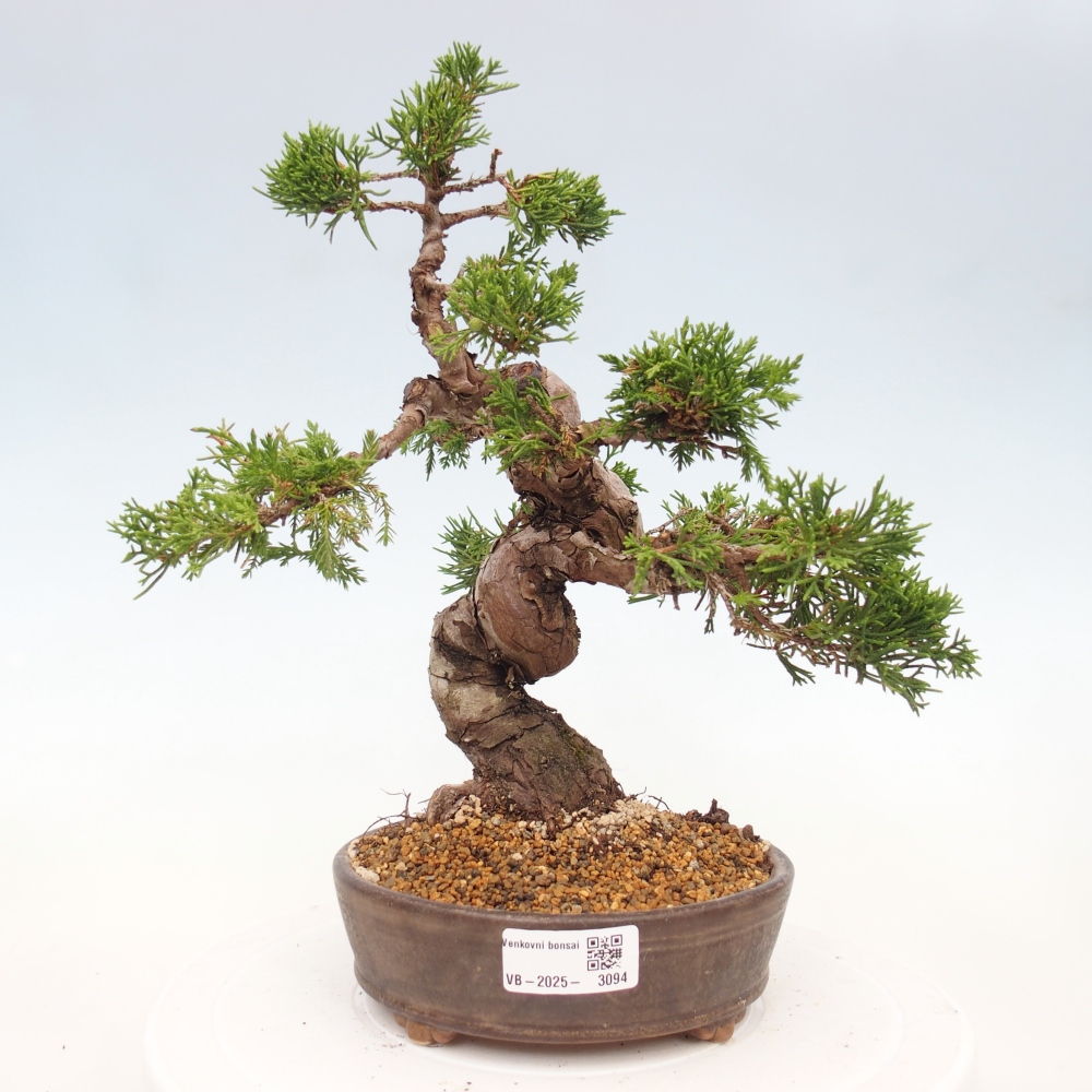Kültéri bonsai - Juniperus chinensis Itoigawa