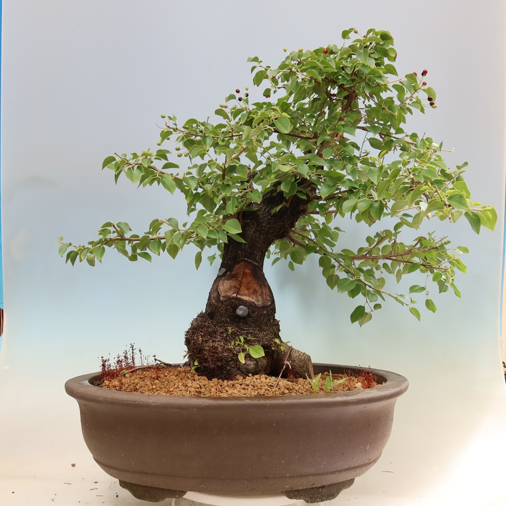 Kültéri bonsai - Mahalebka - Prunus mahaleb - Prunus mahaleb