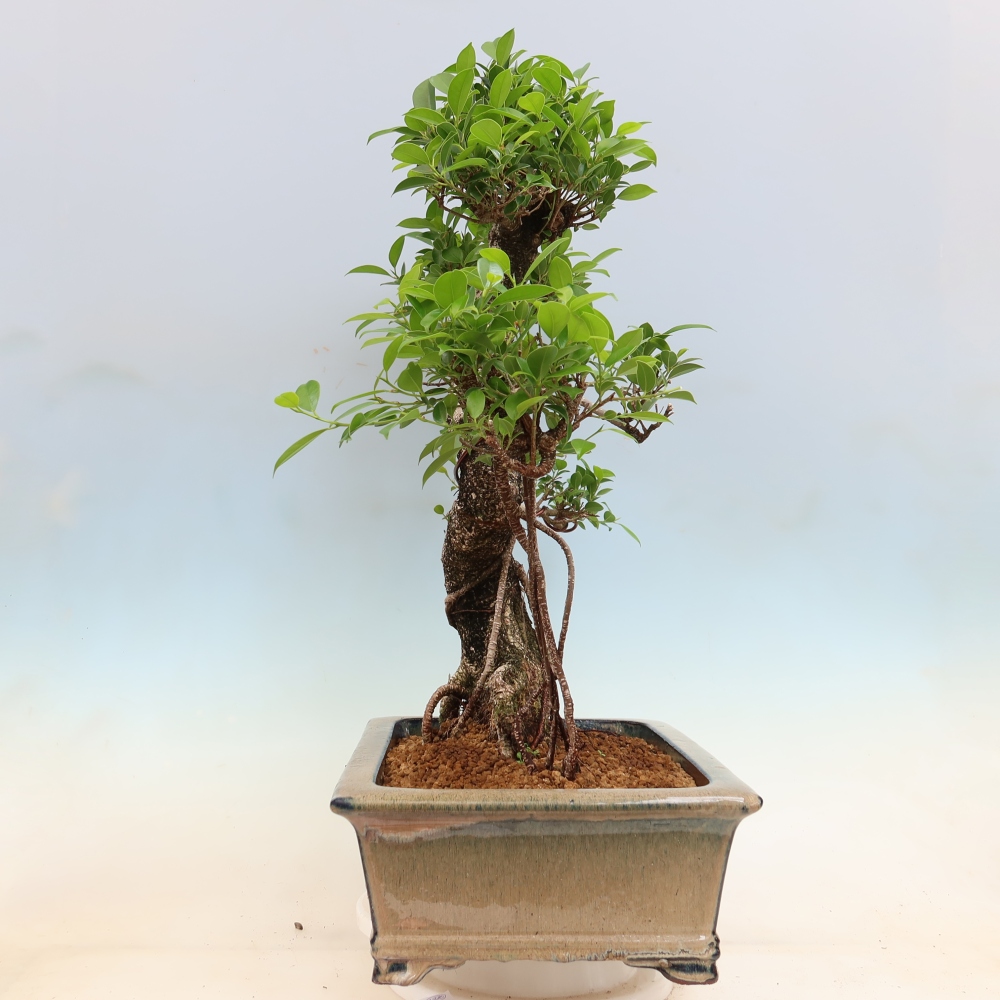 Szobai bonsai - Ficus kimmen - kislevelű fikusz