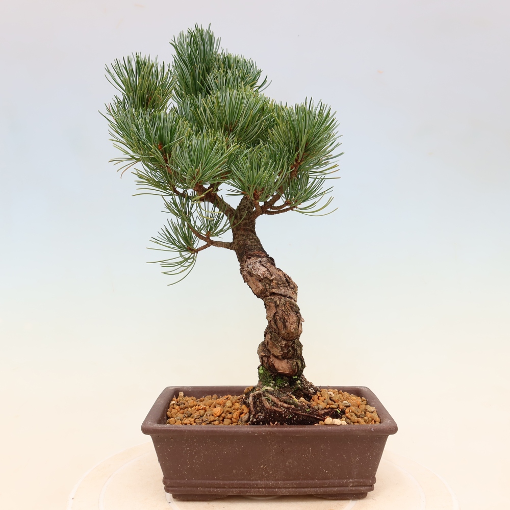 Kültéri bonsai - Pinus parviflora - Pinus parviflora