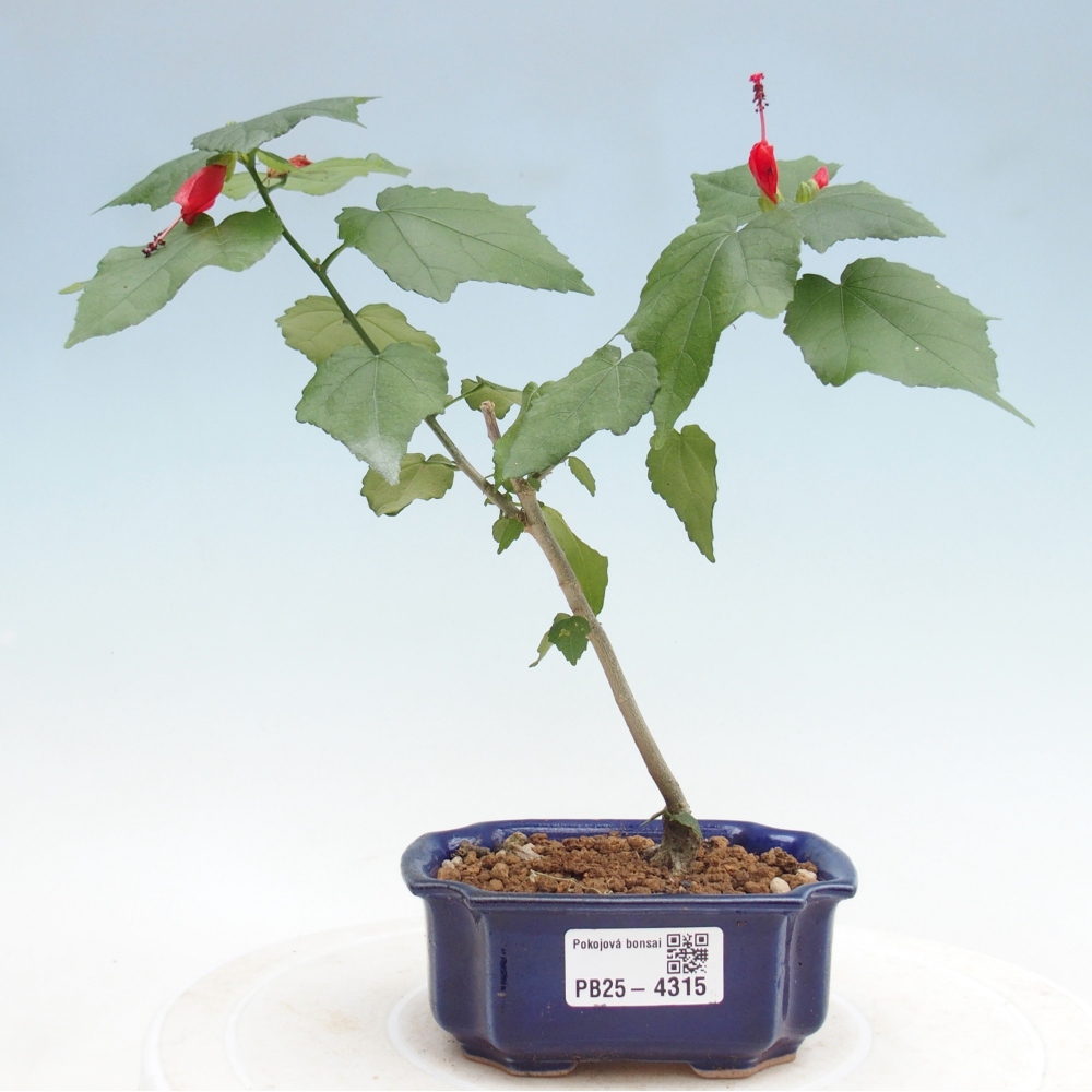 Beltéri bonsai - Malvaviscus arboreus