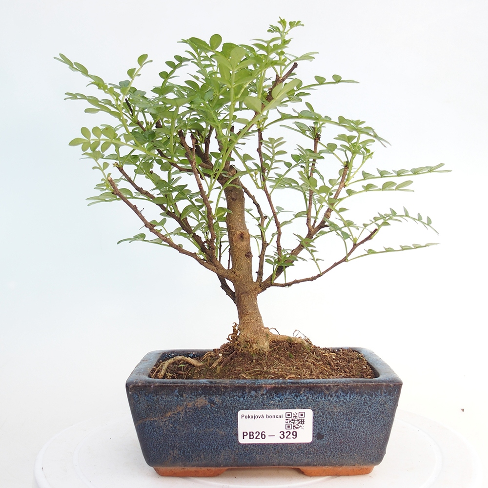 Szobai bonsai - Zantoxylum piperitum - borsfa