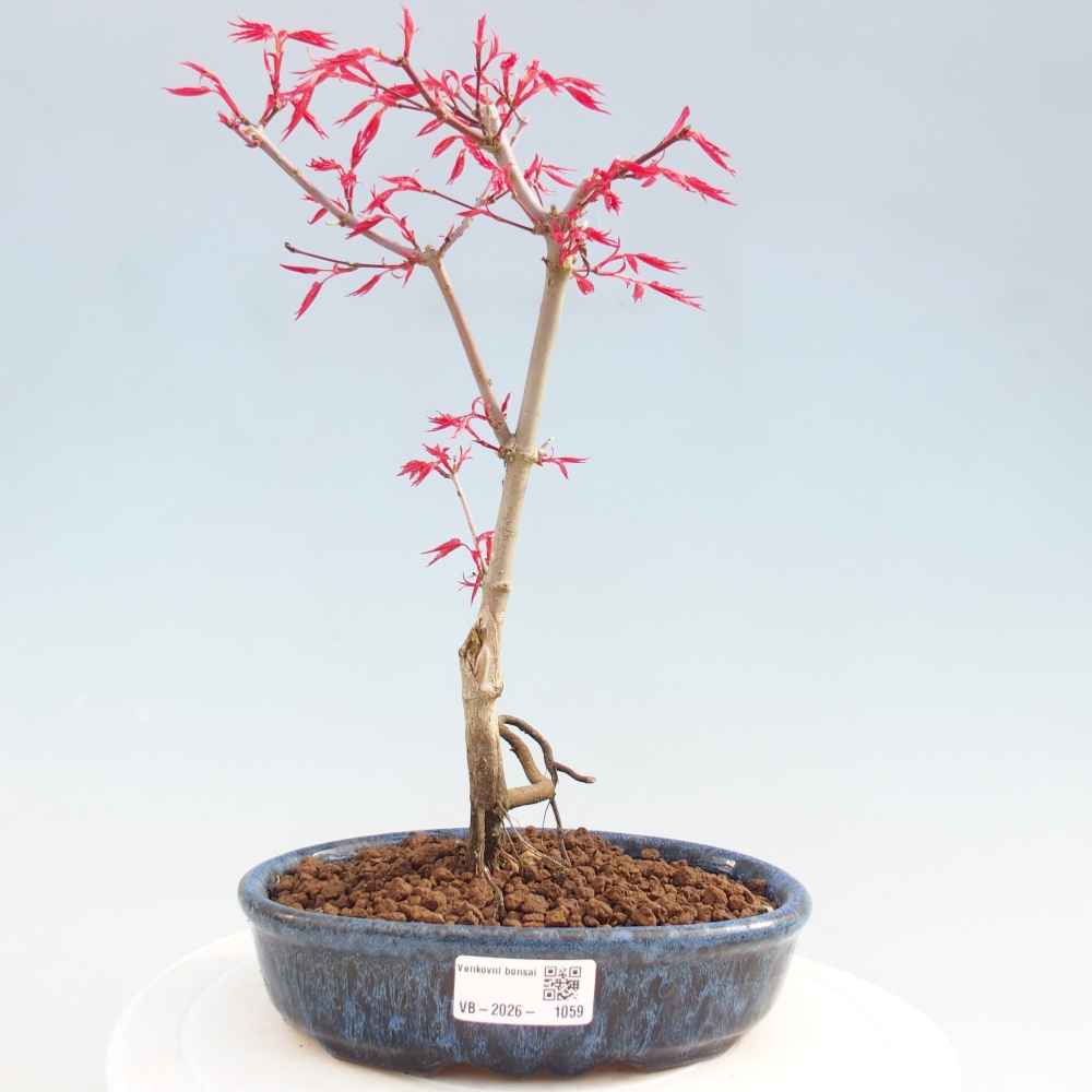 Kültéri bonsai - Acer palmatum DESHOJO