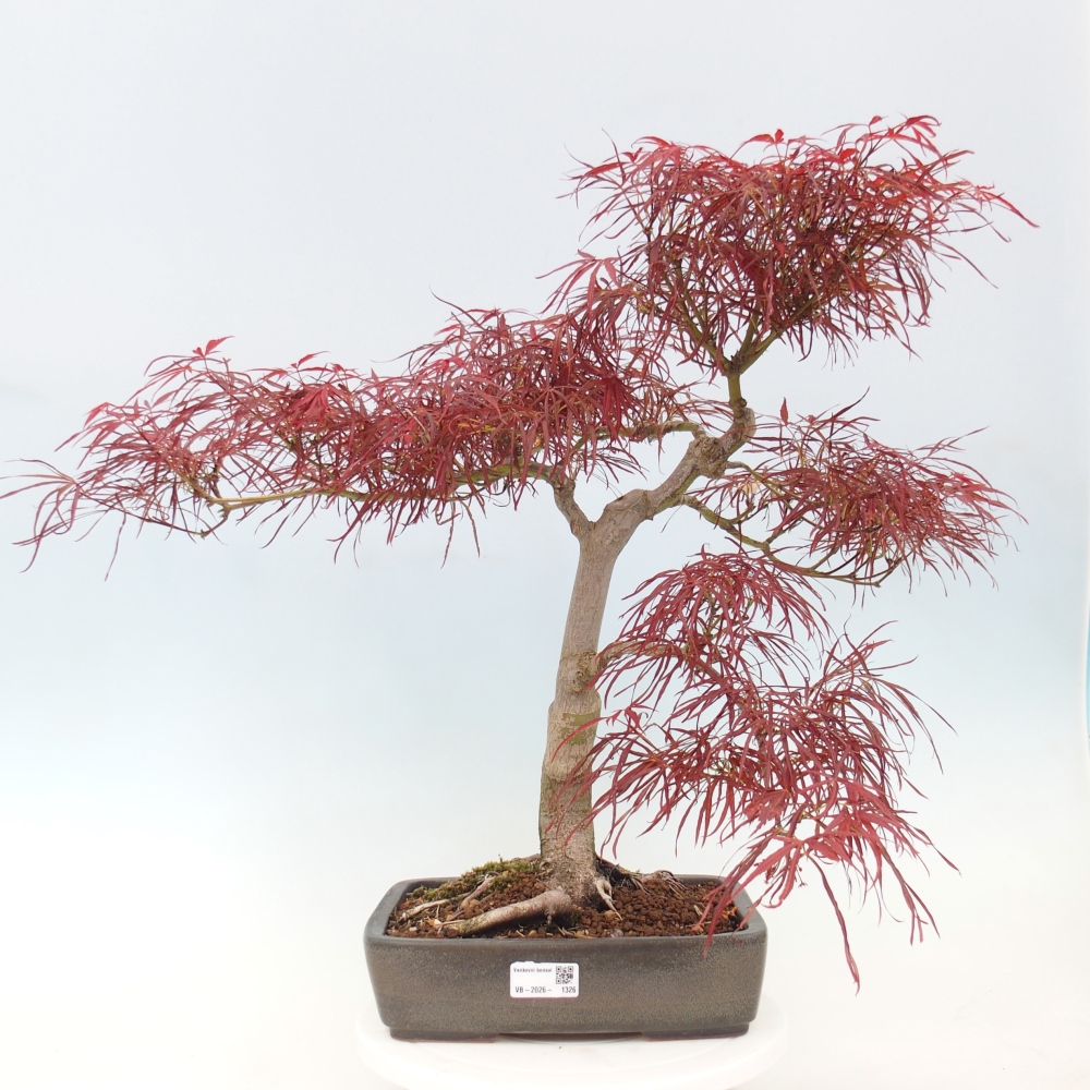 Kültéri bonsai - Acer palmatum RED PYGMY