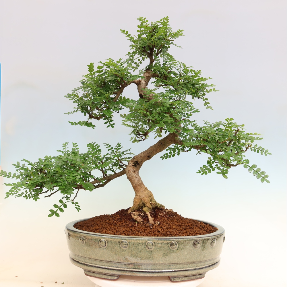Szobai bonsai - Zantoxylum piperitum - borsfa