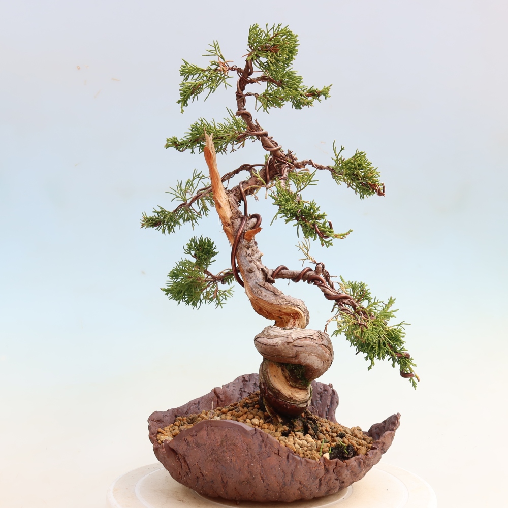Kültéri bonsai - Juniperus chinensis Itoigawa-Juniperus chinensis