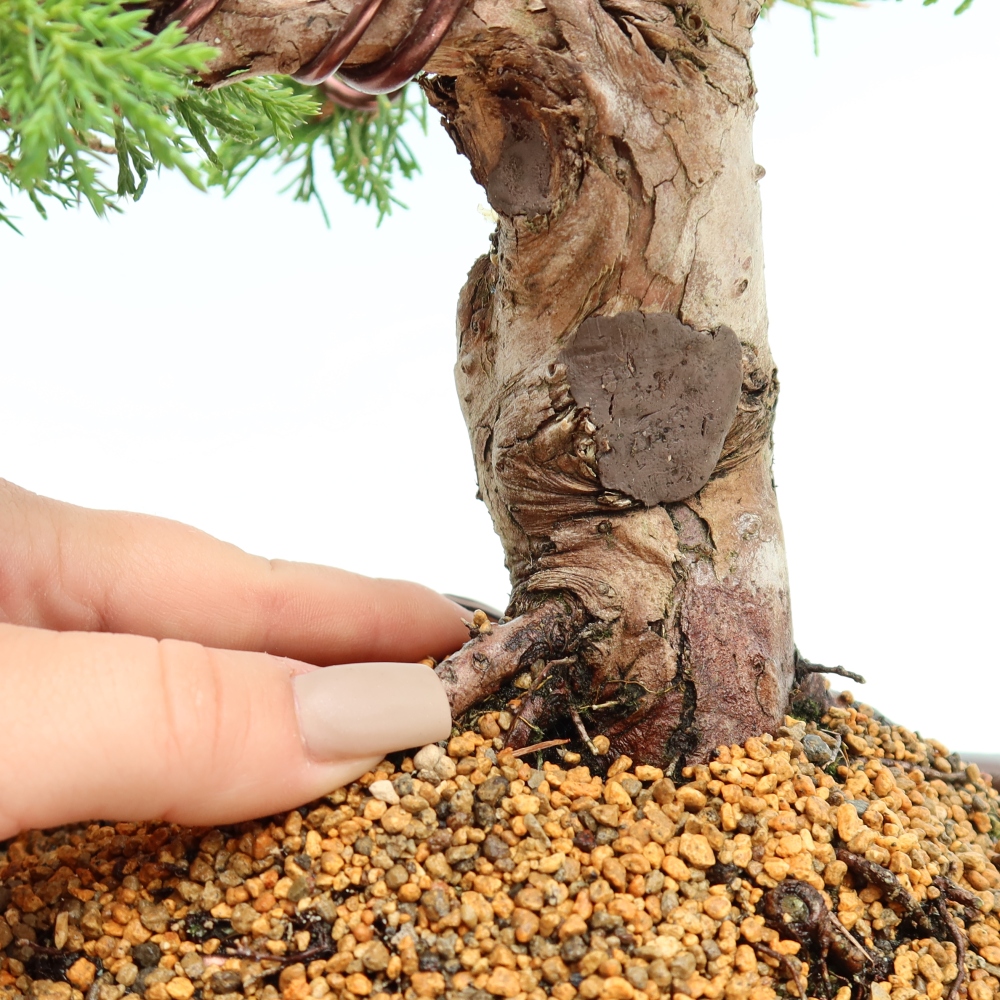 Kültéri bonsai - Juniperus chinensis Itoigawa-Juniperus chinensis