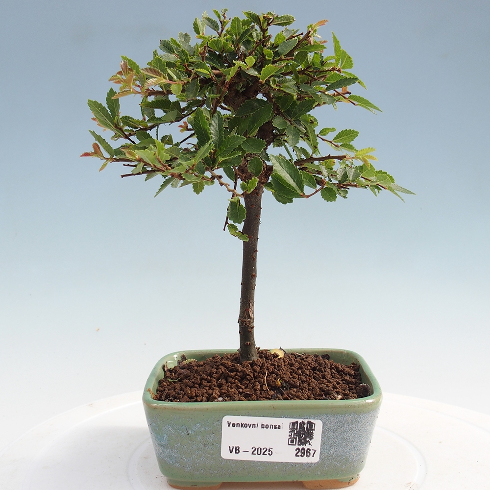 Kültéri bonsai - Ulmus parvifolia Sagei - Kislevelű szilfa