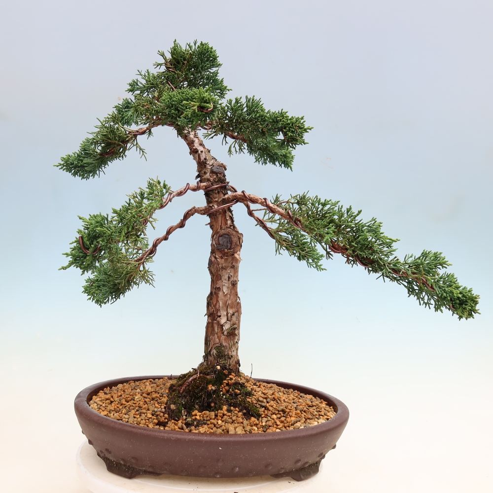 Kültéri bonsai - Juniperus chinensis Kishu